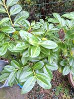 5 jonge laurier planten., Tuin en Terras, Ophalen