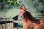 Arabisch volbloed jaarling merrie, Dieren en Toebehoren, Merrie, Minder dan 160 cm, Gechipt, Niet van toepassing