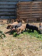 Mini varken Gottinger, Dieren en Toebehoren, Varken