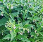Russische smeerwortel, Tuin en Terras, Ophalen