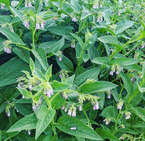 Russische smeerwortel, Tuin en Terras, Planten | Struiken en Hagen, Ophalen