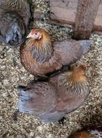 Brahma naine perdrix doré bleu, Animaux & Accessoires