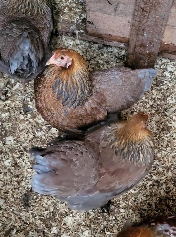 Brahma naine perdrix doré bleu, Animaux & Accessoires, Volatiles