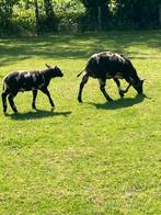 Ooi met boklam