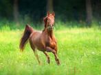 Heel wat grote weide’s te huur voor paard(en)