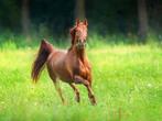 3 grote weide’s te huur voor paard(en), Dieren en Toebehoren