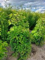 Plantes de couverture de laurier portugais (Prunus lusitanic, 100 à 250 cm, Laurier, Enlèvement, Haie