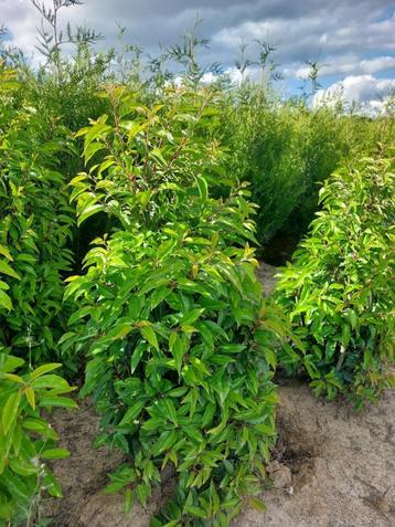 Plantes de couverture de laurier portugais (Prunus lusitanic, Enlèvement, Laurier, Haie, 100 à 250 cm