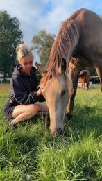 Gezocht: lessen met paard van de eigenaar, Dieren en Toebehoren, Paarden