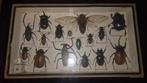 Opgezette insecten, Verzamelen, Dierenverzamelingen, Ophalen, Gebruikt, Insect, Overige typen