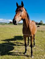 Lieve ruin van 13 jaar, Dieren en Toebehoren, Paarden, Ruin, Zadelmak, Gechipt, 11 jaar of ouder