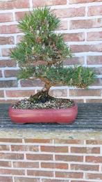 Bonsai Pinus thunbergii, Ophalen, Volle zon
