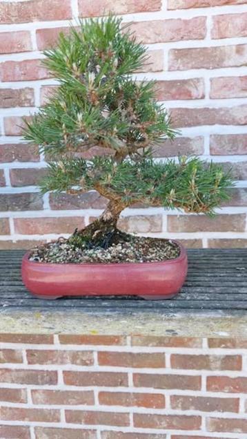 Bonsai Pinus thunbergii beschikbaar voor biedingen