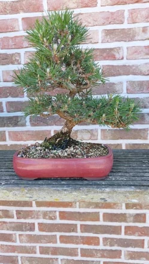Bonsai Pinus thunbergii, Tuin en Terras, Planten | Bomen, Volle zon, Ophalen