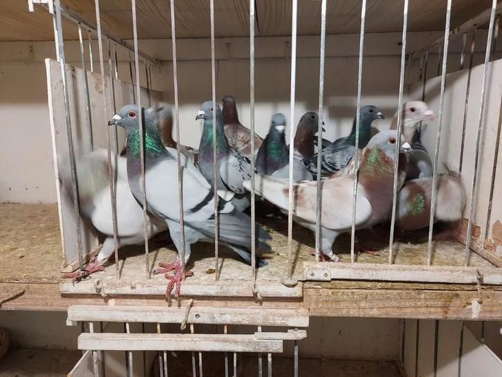 15 duivers, Dieren en Toebehoren, Vogels | Duiven, Postduif, Mannelijk