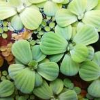 Pistia drijfplanten, Ophalen, Zo goed als nieuw