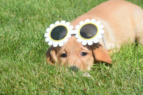 Labrador pups geboren in Belgie, Dieren en Toebehoren, Honden | Retrievers, Spaniëls en Waterhonden, Meerdere dieren, Labrador retriever