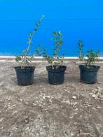 Osmanthus Burkwoodii aan stuntprijzen!, Tuin en Terras, Ophalen