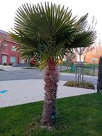 Winterharde Trachycarpus Fortunei 2m30hoog, Enlèvement, Palmier, 100 à 250 cm