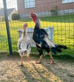 Shamo zilvertarwe haan, Dieren en Toebehoren, Pluimvee