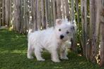 Chiots West Highland White Terrier (chiots Westie), Autres races, Plusieurs, Parvovirose, Belgique