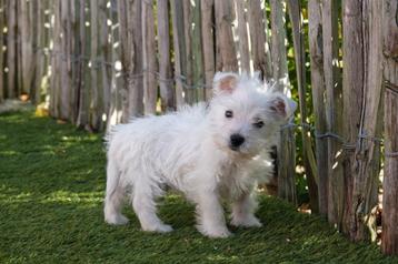 West Highland white terriër pups (westie pups)