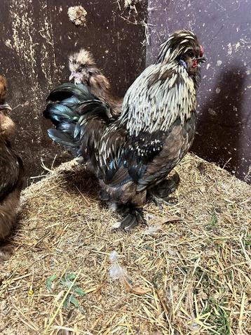Choco mottled haan usa zijdehoen beschikbaar voor biedingen