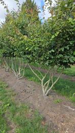 meerstammige solitairen, Tuin en Terras, Ophalen, Overige soorten, 250 tot 400 cm
