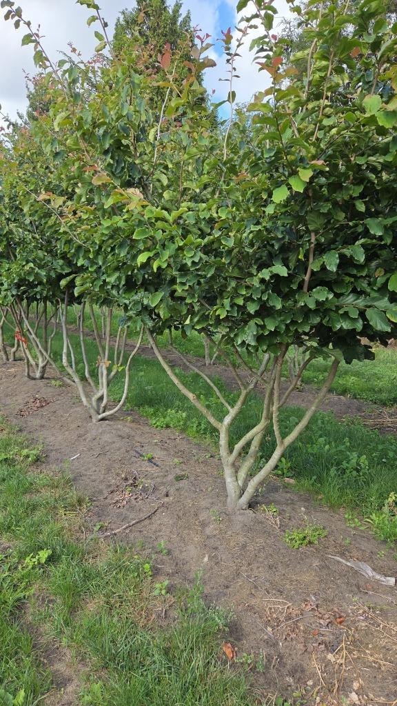 meerstammige solitairen, Tuin en Terras, Planten | Bomen, Overige soorten, 250 tot 400 cm, Ophalen