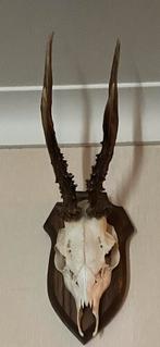 Mooie reeënschedel met gewei op houten schild jachttrofee, Enlèvement ou Envoi, Comme neuf