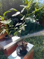 Vijgenboompjes, Tuin en Terras, Ophalen