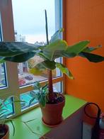 Grote bananenplant, Ophalen