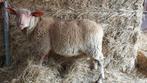 Rouge de l'ouest ram te koop, Dieren en Toebehoren