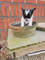 Chihuahua reutje, Dieren en Toebehoren, Honden | Chihuahua's en Gezelschapshonden, België, Reu, CDV (hondenziekte), 8 tot 15 weken