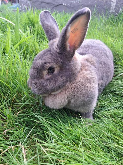 Wener Kleur - Blauwgrijs, Dieren en Toebehoren, Konijnen, Groot, Vrouwelijk, 0 tot 2 jaar