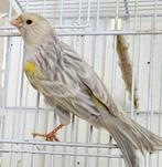 Canaris Agathe Opale Mosaique, Canari de couleur, Plusieurs animaux