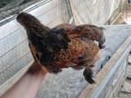 Brahma kriel haantje 18 mei 2025, Dieren en Toebehoren, Pluimvee