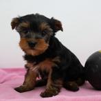 Yorkshire Terriër - 4 magnifiques chiots à vendre (Belges), Animaux & Accessoires, Commerçant, Yorkshire Terrier, 8 à 15 semaines