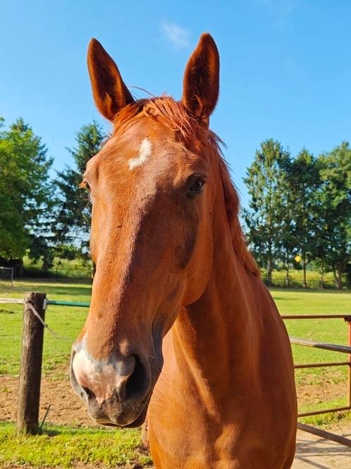 Lieve ruin van 8 jaar zkt gouden thuis als gezelschapspaard, Dieren en Toebehoren, Paarden, Ruin