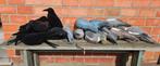 Lokvogels, Sport en Fitness, Ophalen