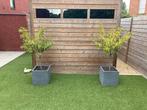 2 x Portugese Laurier plant boom bloembak winterhard, Tuin en Terras, Ophalen, Zo goed als nieuw