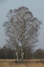 Ruwe berk – Betula pendula, Tuin en Terras, Ophalen