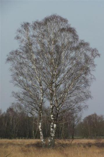  Ruwe berk – Betula pendula beschikbaar voor biedingen