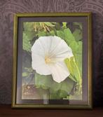 “Haagwinde” in lijst glas eigen werk fotoposter, Ophalen of Verzenden