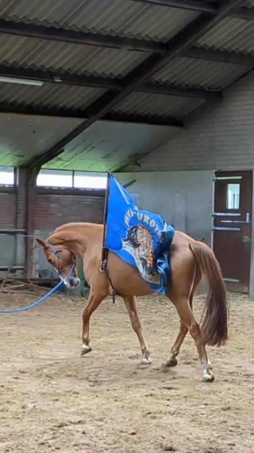 Brave  dressuur / recreatie paard ruin, Dieren en Toebehoren, Paarden, Ruin, Zadelmak, 170 tot 175 cm, 3 tot 6 jaar, Dressuurpaard