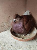 ② Filet anti pigeon 5x5m Ecopic — Animaux Autre — 2ememain