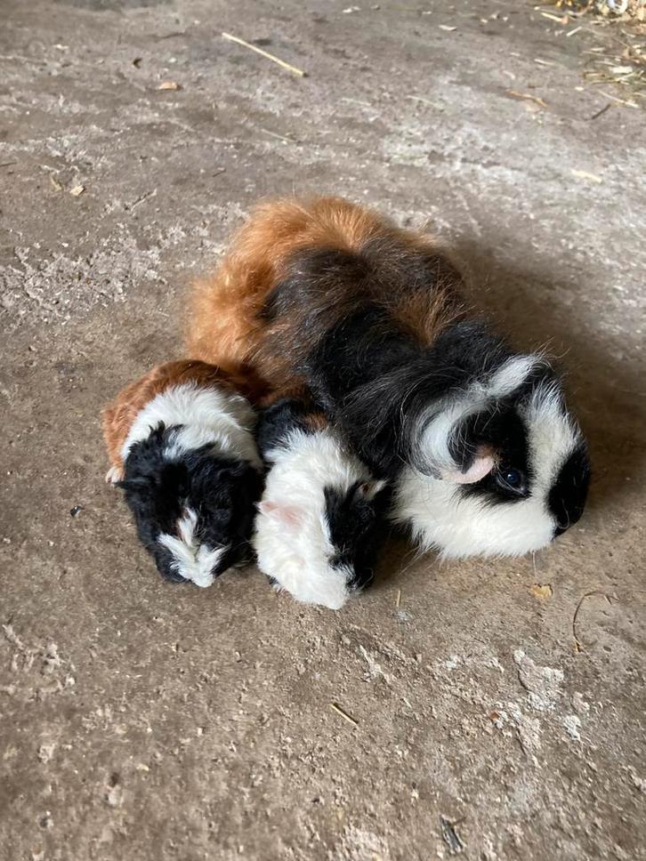 Tessel mama cavia met haar 2 tessel dochters., Dieren en Toebehoren, Knaagdieren, Cavia, Januari