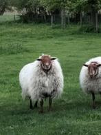 Houtlander ram te koop, Mouton, Mâle, 0 à 2 ans