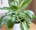 Mother of Thousands, Huis en Inrichting, Ophalen