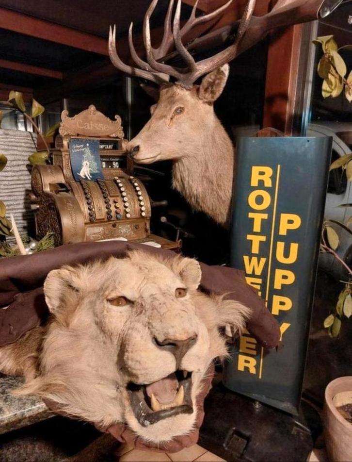 Opgezette Leeuw Met Pels L2M70 B 2M20 Te Koop Intermassa BV, Antiek en Kunst, Curiosa en Brocante, Ophalen